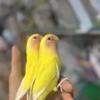 روز اليف هدد داخلي مزاجي