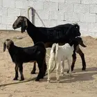 عنز متبع