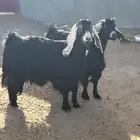 معزا حيل فل شحم