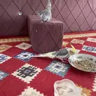 أليف على السوم