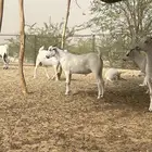 تيوس