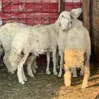 طليان حريات