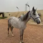 فرس شعبيه شيخه