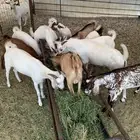 تيوس بلدي