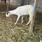 عنز بيشيه دافع