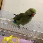 ببغاء دره هندي  أليف ذكر متكلم
