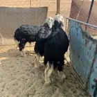 خرفان نجد طيبه