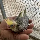 للبيع فرخ كروان