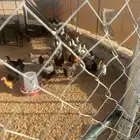 ديكه