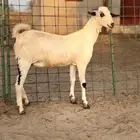 جفرة بيشية