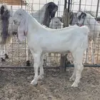 تيس فحل مشروع ابيض مطور مشروك