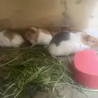 الخنزير الغيني