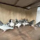 حمام باكستاني