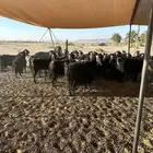 مراح معزاء للبيع