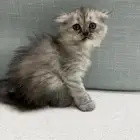 كتن سكوتش شيرازي مهجن انثى للبيع 3 شهور