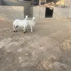 متابيع للبيع وطلي حري جذع