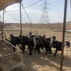 تيوس عوارض ذبايح ثلاجه يوجد صلخ وتوصيل
