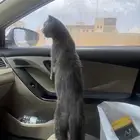 قطه سكوتش فولد بيور نظيفه وأليفه جدا  متعلمه ع اللتر بوكس