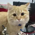 للبيع بس حق بيت اغراضه معه