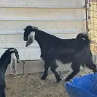 بهم تيس وجفره للبيع
