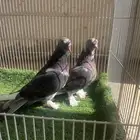 حمام