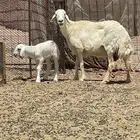 حريه والد تحتها خروف