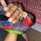 لوري بلاك كاب