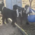بهم مندي 4شهور