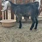 جفره ثتيه عارضيه