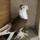 حمام نجفي - لبناني