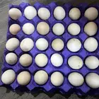 بيص بلدي وفيومي