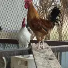 ديك للبيع العدد 4