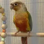 كنيور اناناس ذكر