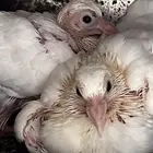 حمام فرنسي سوبر جامبو ملكي