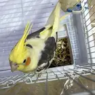 طير كروان اليف