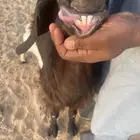 عنز سوريه مقرعه
