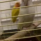 زوج روز منتج