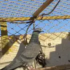 حمام بكستاني