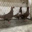 دنش احمر