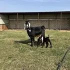 عنز عارضيه والد (تيماء)