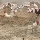 ديوك فيومي قولد للبيع