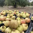 رمان للبيع حبه كبير