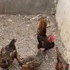 دجاج سبرايت نحاسي
