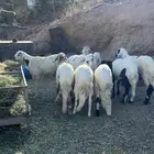 طليان سواكن للبيع