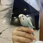 طيور يادجي