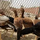 دجاج سندي