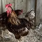 ديك لهمان براون