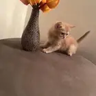 قطه سكوتش للبيع