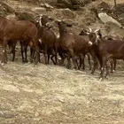 معزا حمر العدد 12 معزا واحد تيس 2 بهم توم