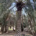 نخل للبيع